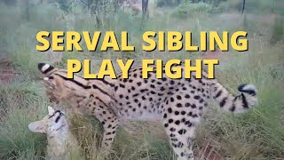 Serval Sibling Play Fight With Cute Meowing [upl. by Einnel]