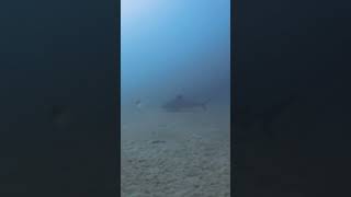 Bull Sharks at Cabo Pulmo [upl. by Tony51]