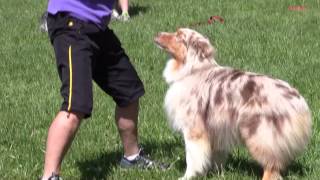 frisbee dog training freestyle figure 8 [upl. by Shepperd301]