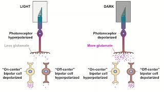 Receptive Fields and ONOFF Center Bipolar Cells [upl. by Budwig387]