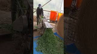 silage making process [upl. by Corbie]