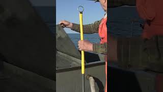 Stocking Trout On Lake Erie [upl. by Viddah]