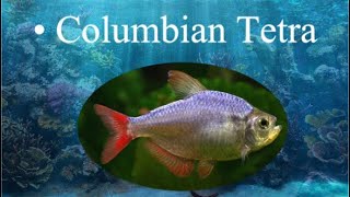 Columbian Tetra Aquarium fish profile tropicalfish aquarium fishkeeping [upl. by Josephson]