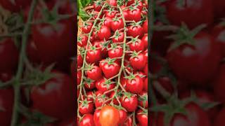 New Tomato Tree Planting Methods to Harvesting Tomatos shorts satisfying farming [upl. by Gustafson484]