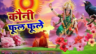 video देवी पचरा गीत  कौनी फूल फूले  sunita lokgeet  paramparik devi geet 2024 devi geet [upl. by Ajram]