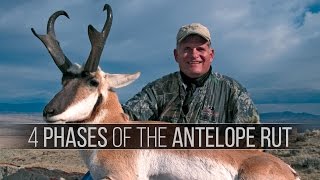 4 Phases of the Pronghorn Antelope Rut  How to hunt antelope [upl. by Rafael]