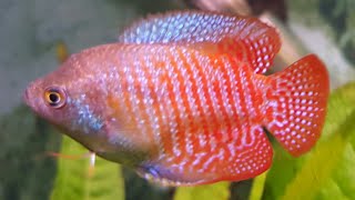 The Dwarf Gourami  Great Centrepiece Fish or Too Much Trouble [upl. by Novah211]