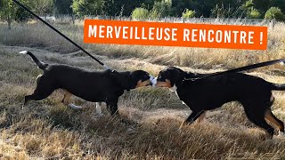 Merveilleuse rencontre entre deux chiens Bouviers dEntlebuch 😍 à lÉlevage des Joyeuses Gambades [upl. by Galatia71]