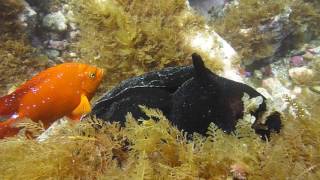 California Black Sea Hare and Garibaldi Damselfish at Catalina Island [upl. by Elliot]