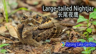 Largetailed Nightjar  Jurong Lake Gardens [upl. by Gniy]