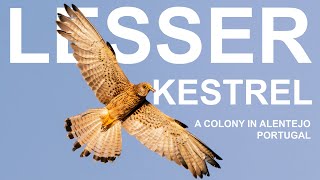 Lesser Kestrel colony  Alentejo Portugal [upl. by Ai]