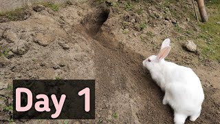 Rabbit Digging Home  Is She Pregnant  New Zealand White  Bunny The Builder [upl. by Burtie]