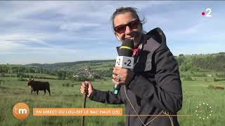 Cantal  la transhumance des vaches laitières  Télématin  Fenêtre sur les régions  France 2 [upl. by Malet718]