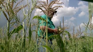 Arkansas Towns Volunteers Tend Cornfield to Feed Neighbors for Free [upl. by Macguiness]