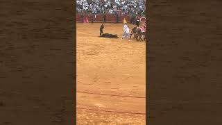 Gruesome Bull fighting tradition in Spain [upl. by Cesar836]