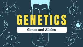 Genes vs Alleles Explained  Understanding Inheritance Genotypes and Phenotypes  Biospeaks [upl. by Einnok499]