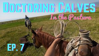 Doctoring Calves EP7 Hey howd you get those stitches [upl. by Colfin]