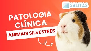 PATOLOGIA CLÍNICA DE ANIMAIS SILVESTRES E EXÓTICOS  CANGACEIRO VET [upl. by Harli314]