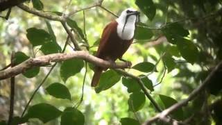 Three Wattled Bell Bird [upl. by Earlie]