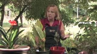 How to Prune Cannas [upl. by Eesac986]