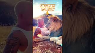 Goodbye Lion  lion animals wildlife wildattack lionattack lionking animalsattack attack [upl. by Nisior397]