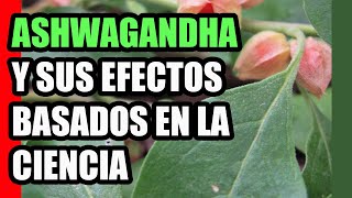 La ASHWAGANDHA Withania somnifera una planta poderosa  Beneficios y contraindicaciones [upl. by Domeniga]