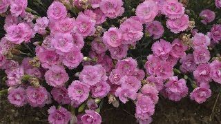 Dianthus Production Tips  Walters Gardens [upl. by Terrena752]