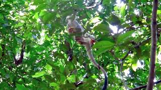 The common squirrel monkey Saimiri sciureus [upl. by Rufford]