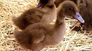 The Beginners Guide To Raising Ducklings Days 114 [upl. by Ekul]