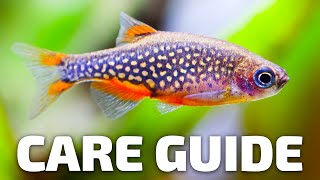 Care Guide for Celestial Pearl Danios  Aquarium CoOp [upl. by Crowley]