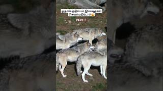 ஓநாய் குடும்பம் இப்படிதான் செயல்படும்🐺😲how wolfpack works wolfpack wolffacts tamil bioworld [upl. by Ytiak]