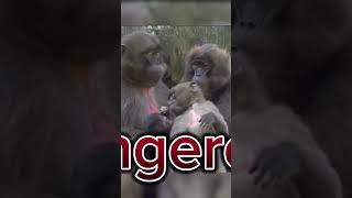 gelada baboon apes youtubeshorts ytshorts monkey facts [upl. by Ermeena]