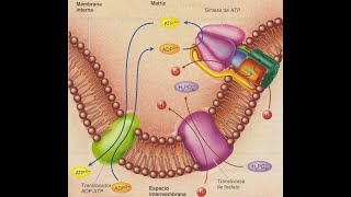 Fosforilación oxidativa [upl. by Anaujahs]