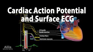 Correlation between Cardiac Action Potential and ECG Animation [upl. by Llebasi41]