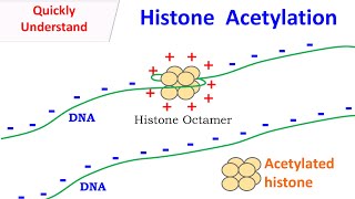 Histone Acetylation [upl. by Eiramenna]