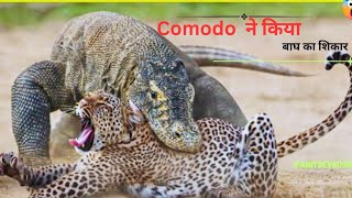 comodo dragon hunting animal amitdevkush33 [upl. by Rob]