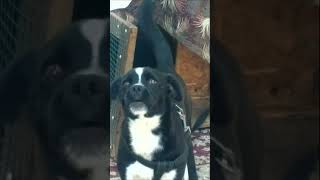 DOG BARKING Sound Effects short shorts Собака лает 58 MAKE YOUR DOG OR CAT GO CRAZY 狗叫聲 छाल 吠える [upl. by Iht841]