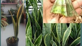 Mother in laws tongue plant care in Tamil [upl. by Piks947]