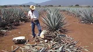 Agave Harvesting [upl. by Atteynek900]