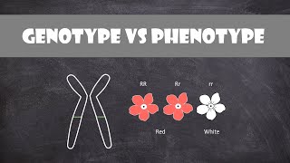 Difference between Genotype and Phenotype  Genetics [upl. by Maupin]