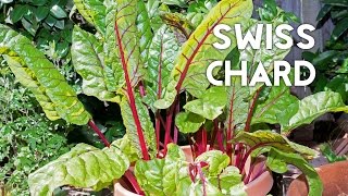 How to grow amp harves Swiss Chard in containers  Recipe [upl. by Brink]