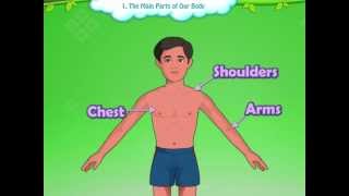 Learn Grade 1  EVS  Parts of the Body for Kids  KidsClassroom [upl. by Fineman458]