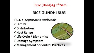 RiceGundhiBug  PestsofFieldCropsStoredGrainsamptheirManagement  BScAg5thSemester [upl. by Leaper]