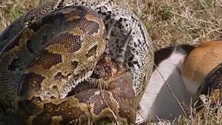 Python Eats Springbok Whole  Deadliest Showdowns  Earth Unplugged [upl. by Nylhtak]