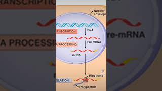 Transcriptie amp translatie in 1 minuut uitgelegd biologie biologieleraar genetica [upl. by Ennaxor]