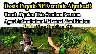 Dosis Pupuk NPK untuk Pohon Alpukat Usia Tanam 5 Bulan [upl. by Adekram]