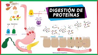 Digestión de proteínas absorción y transporte de aminoácidos [upl. by Genvieve]