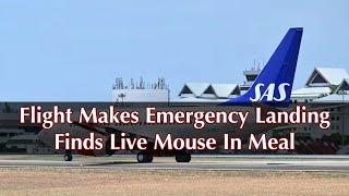 Flight Makes Emergency Landing after Passenger Finds Live Mouse in Meal [upl. by Ayet]