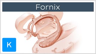 Fornix of the Brain Structure amp Function  Human Anatomy  Kenhub [upl. by Daphna]