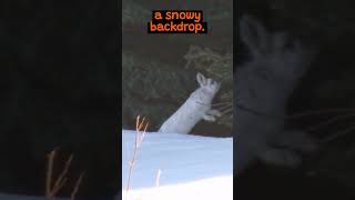 The Fascinating Adaptations of The Snowshoe Hare  The Wild Animal Facts [upl. by Aloz646]